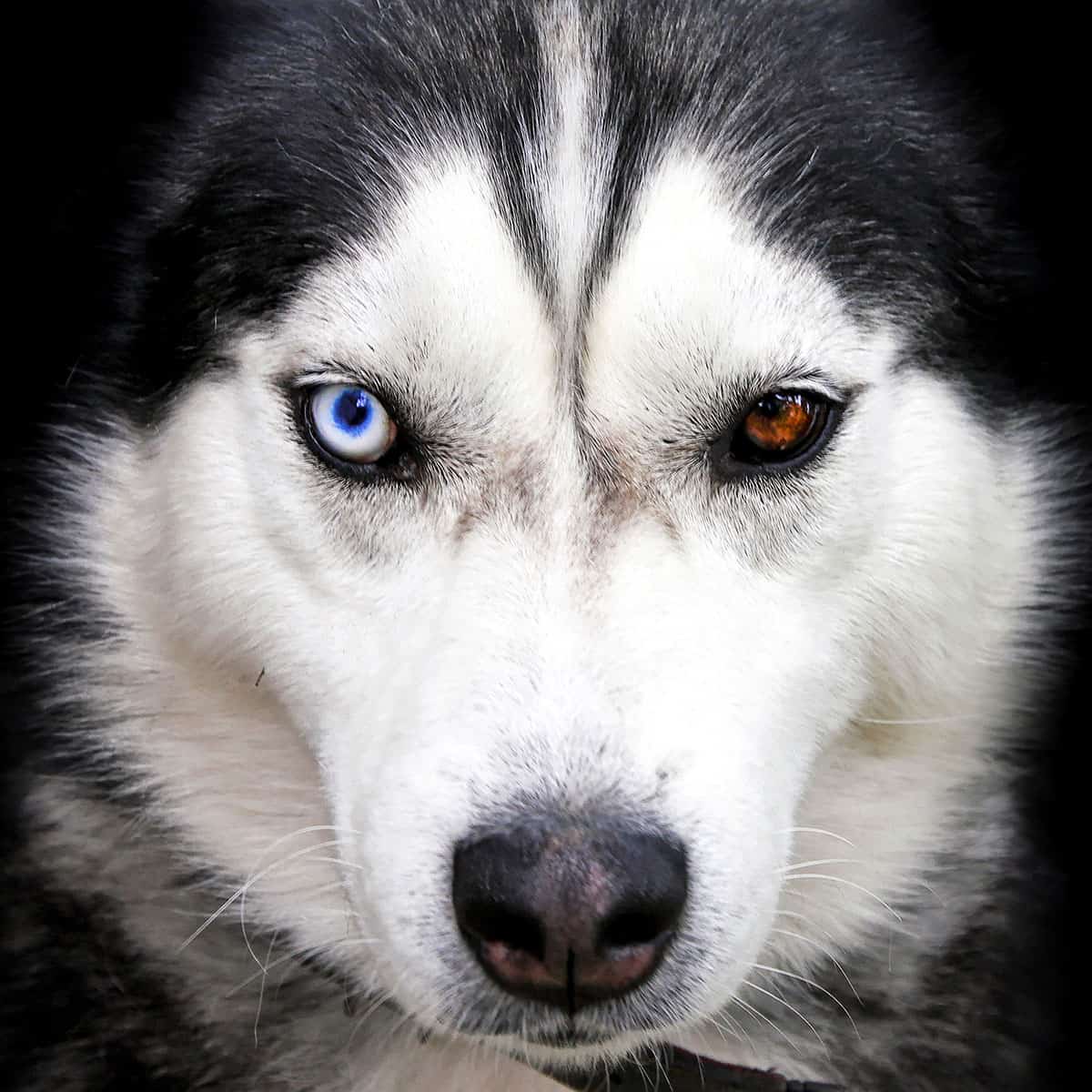 Siberi Husky erinevat värvi silmadega