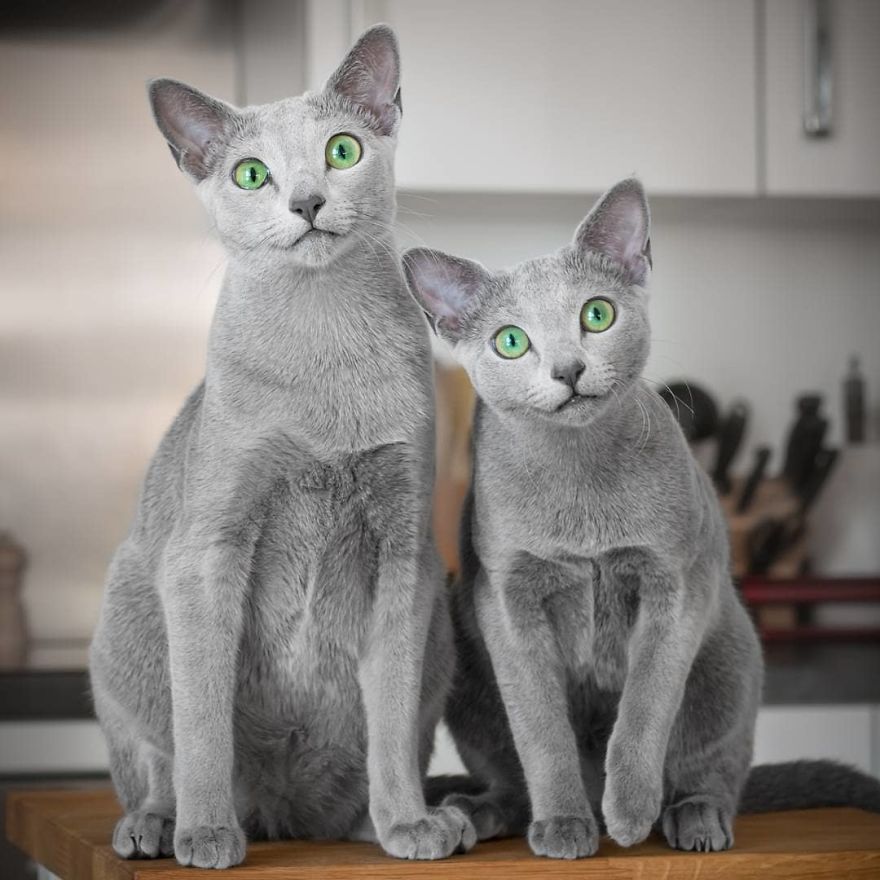 Kaks roheliste silmadega Vene sinist kassi.