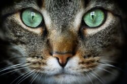 Mis värve kassid näevad? Teaduslikud avastused ja praktilised soovitused