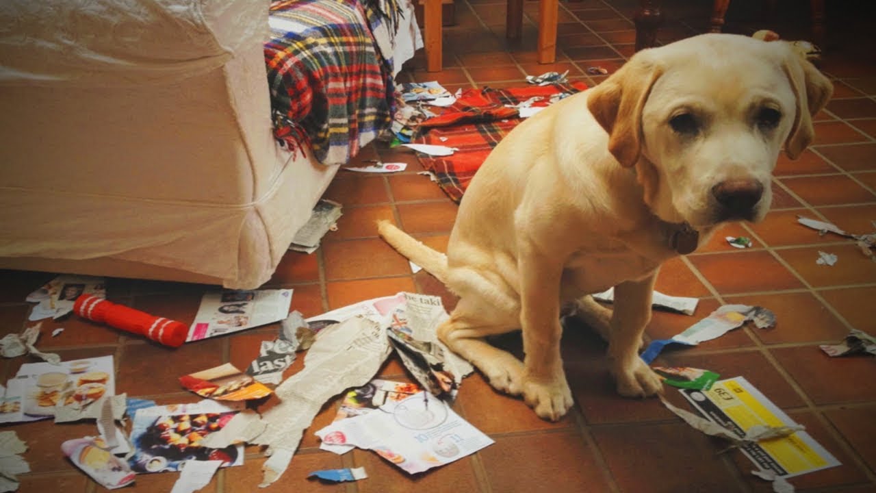 Koer, kes on kodus pahandust teinud süüdioleva pilguga. Terve põrand on katki tiritud pabereid (ajalehti, ajakirju jms) täis.