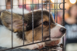 Koera karistamine: probleem ja alternatiivid