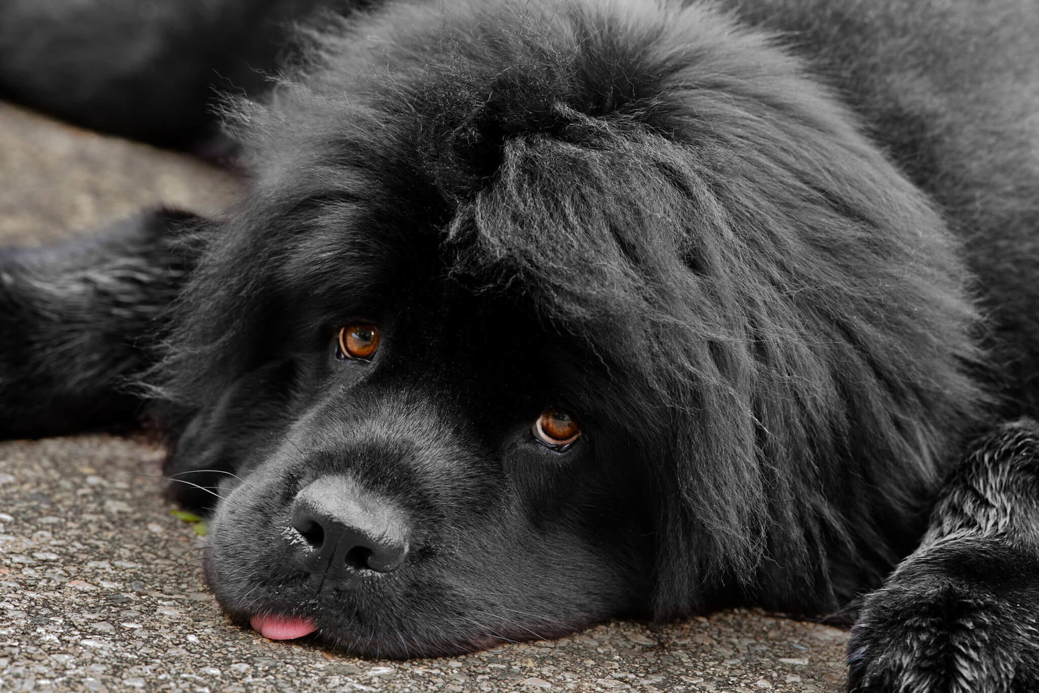 Musta Newfoundlandi koera portree.