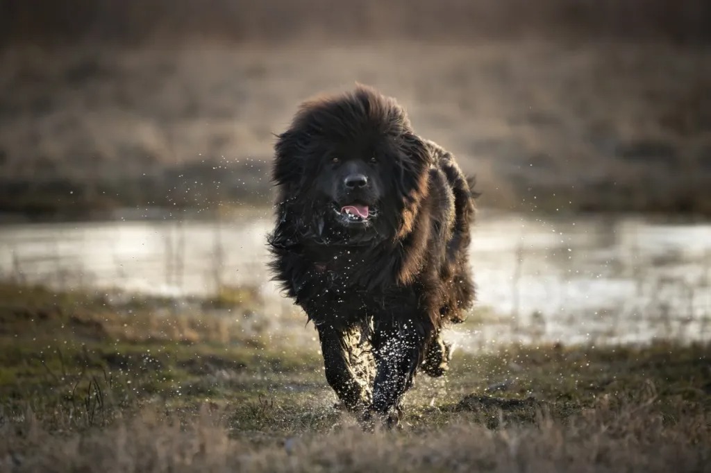 Newfoundlandi koer jooksmas läbi soo või järvise ala.