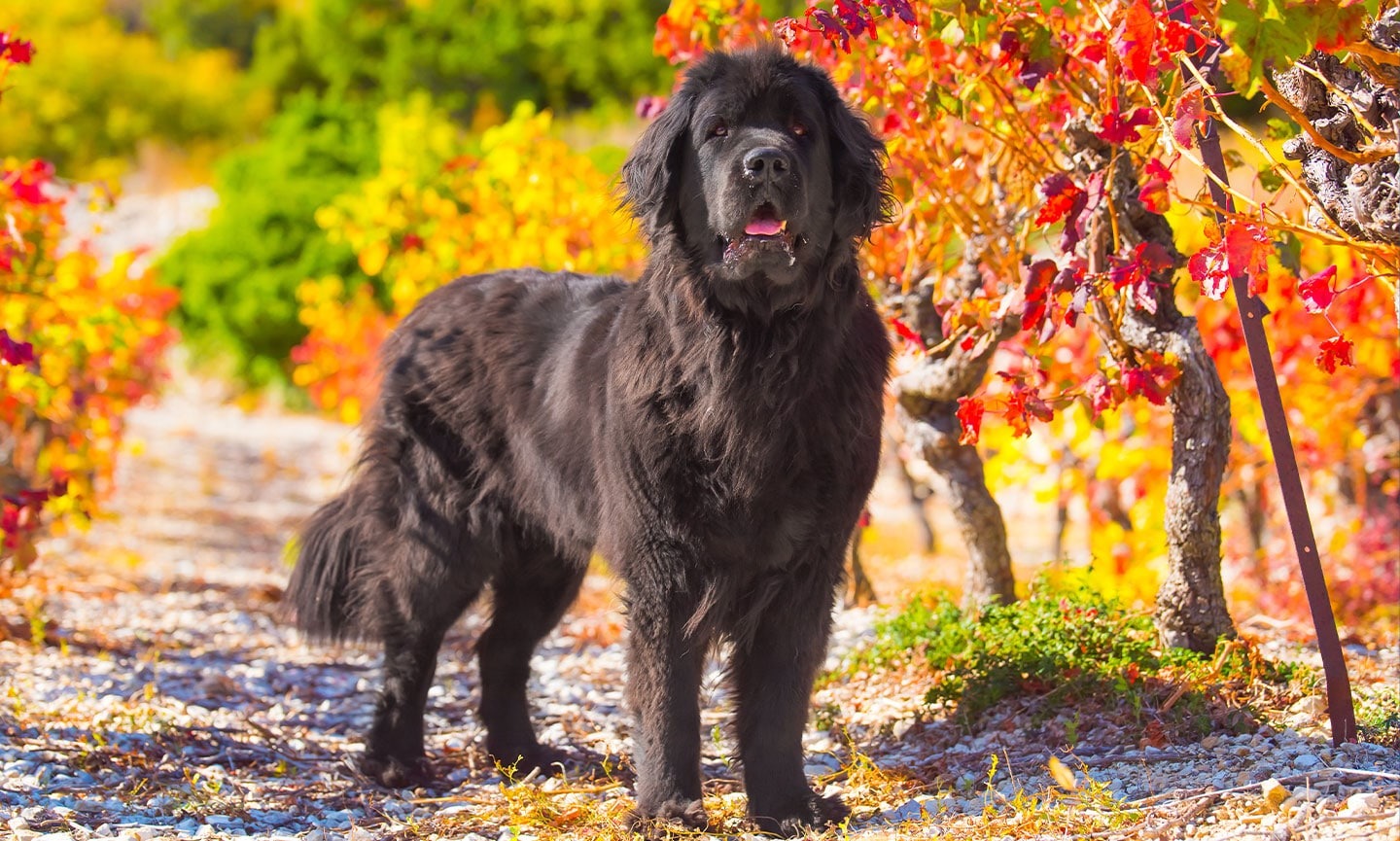Newfoundlandi koer värviliste sügiseste puude keskel.