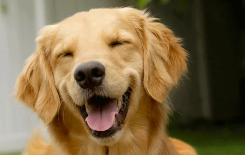 Lähivaade koerast, kes on selgelt õnnelik. Ta naeratab ja ta silmad on kergelt suletud.