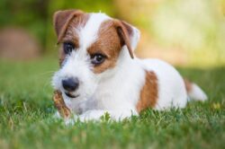 Parson Jack Russelli terjer: väike koer, suured ambitsioonid