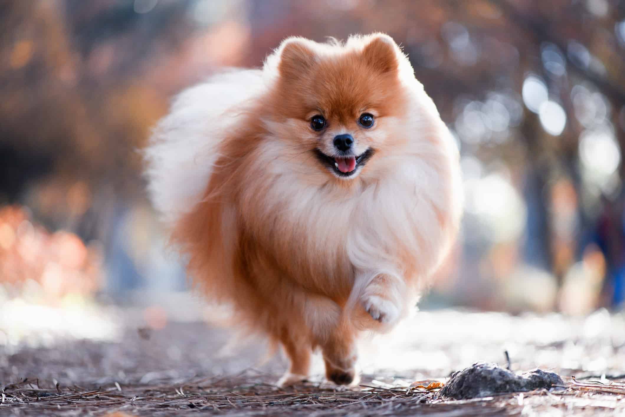 Pomeranian jooksmas ja õnnelik.