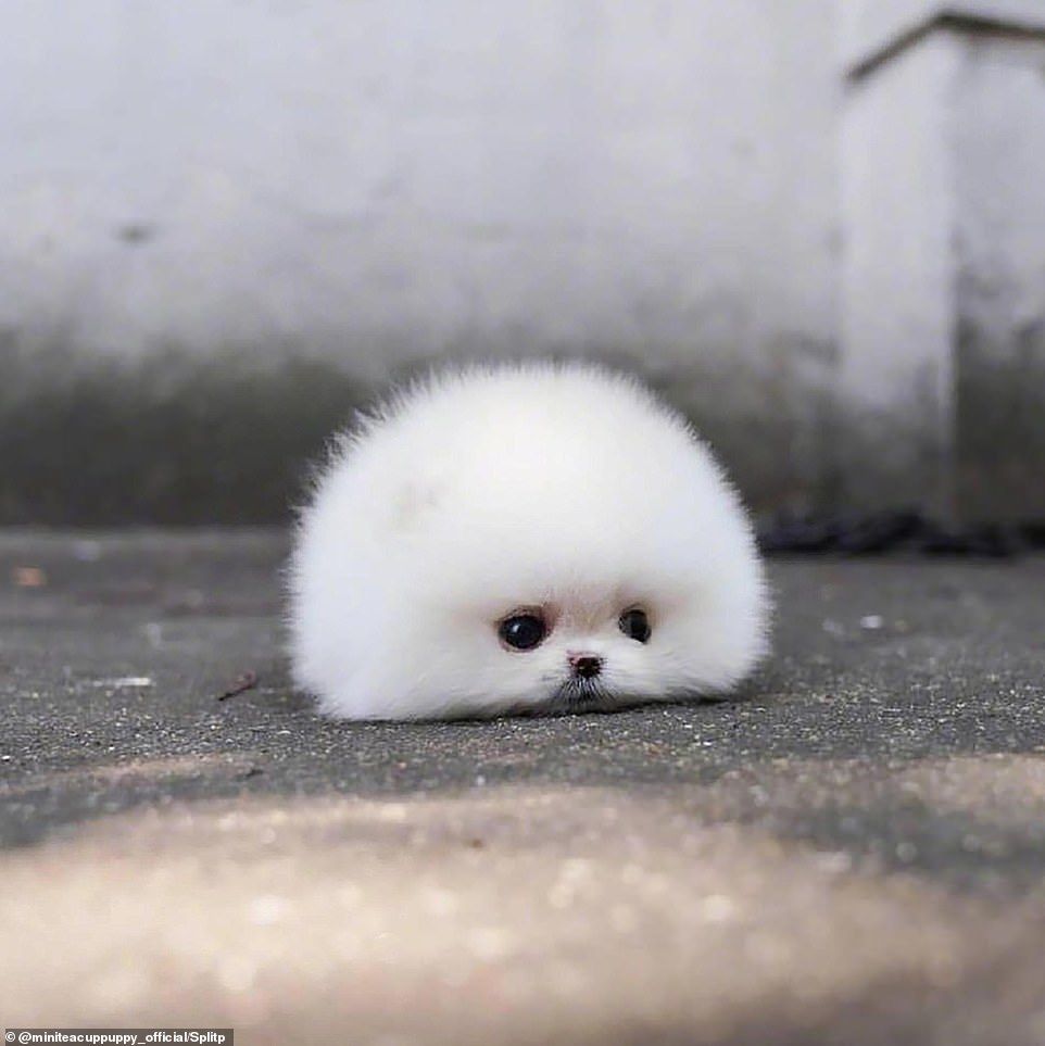 Pomeranian nagu väike karvapall.