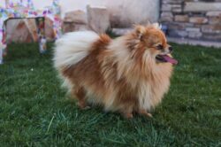 Pomeranian: ülevaade ühest kõige populaarsemast koeratõust