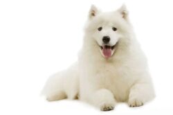 Samojeedi koer: lumivalge naeratus, mis sulatab iga südame