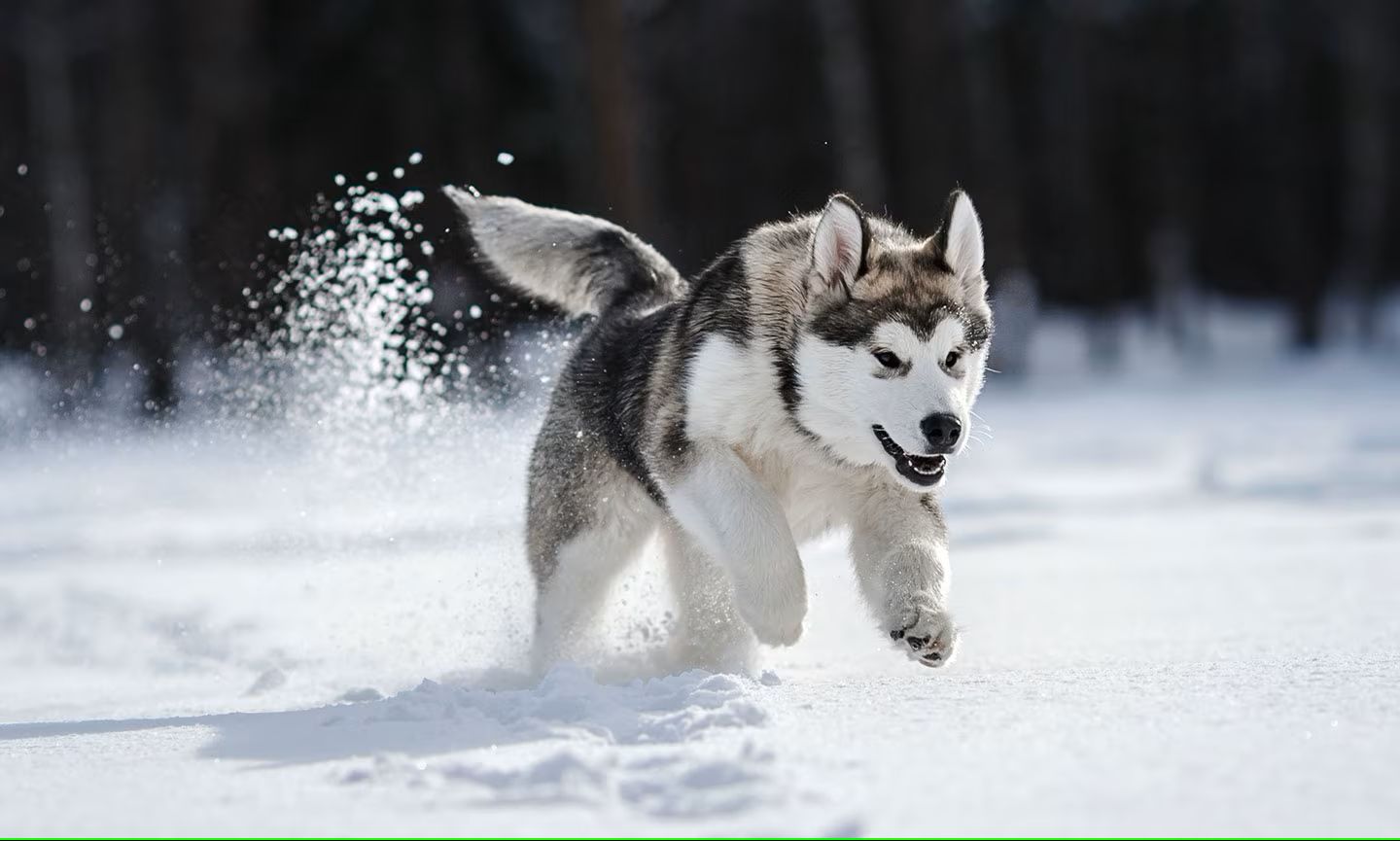 Siberi Husky lumes hüppamas.