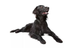 Siledakarvaline retriiver: koeratõug, mis võlub sind oma särava iseloomuga