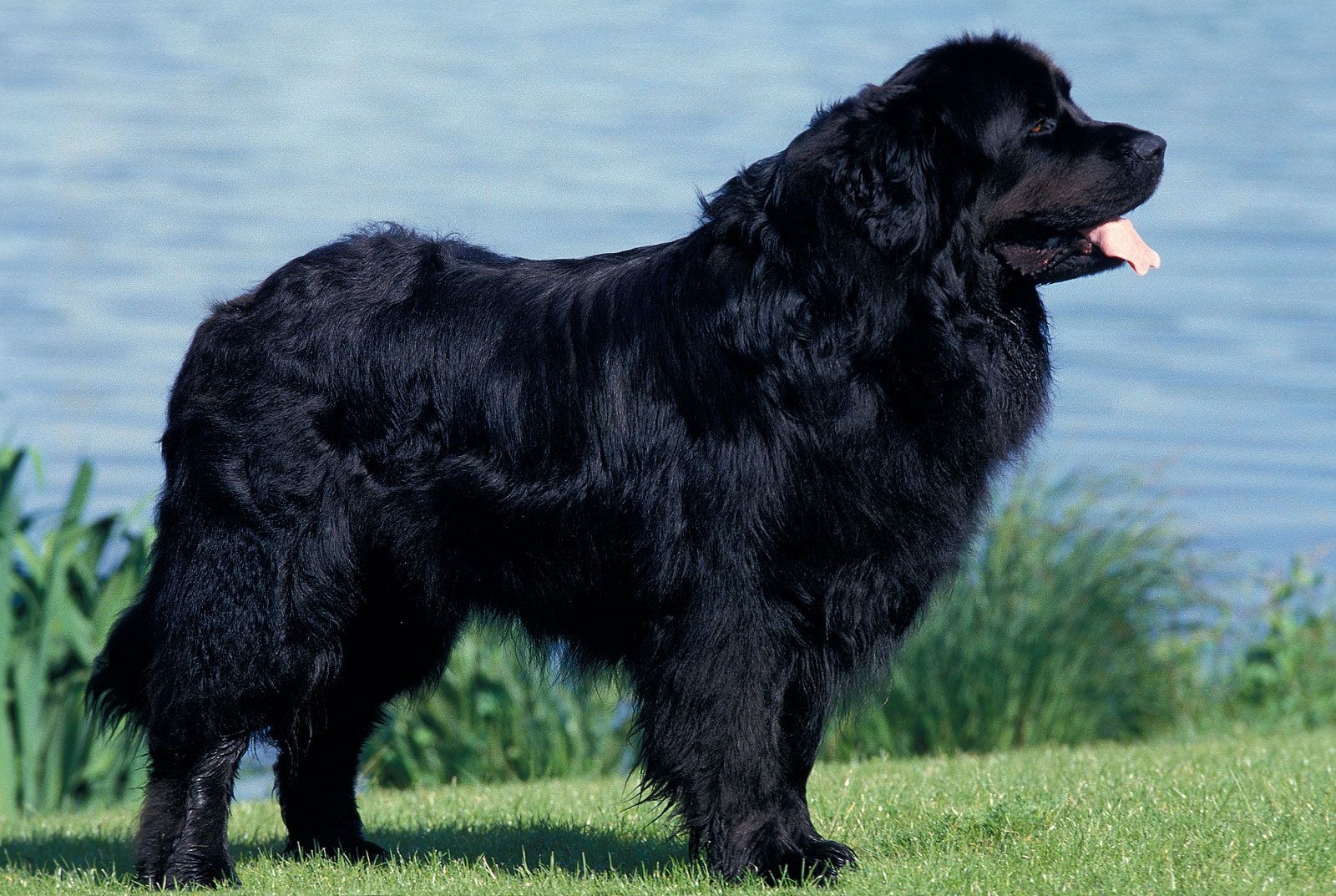 Suur must Newfoundlandi koer vee ääres.