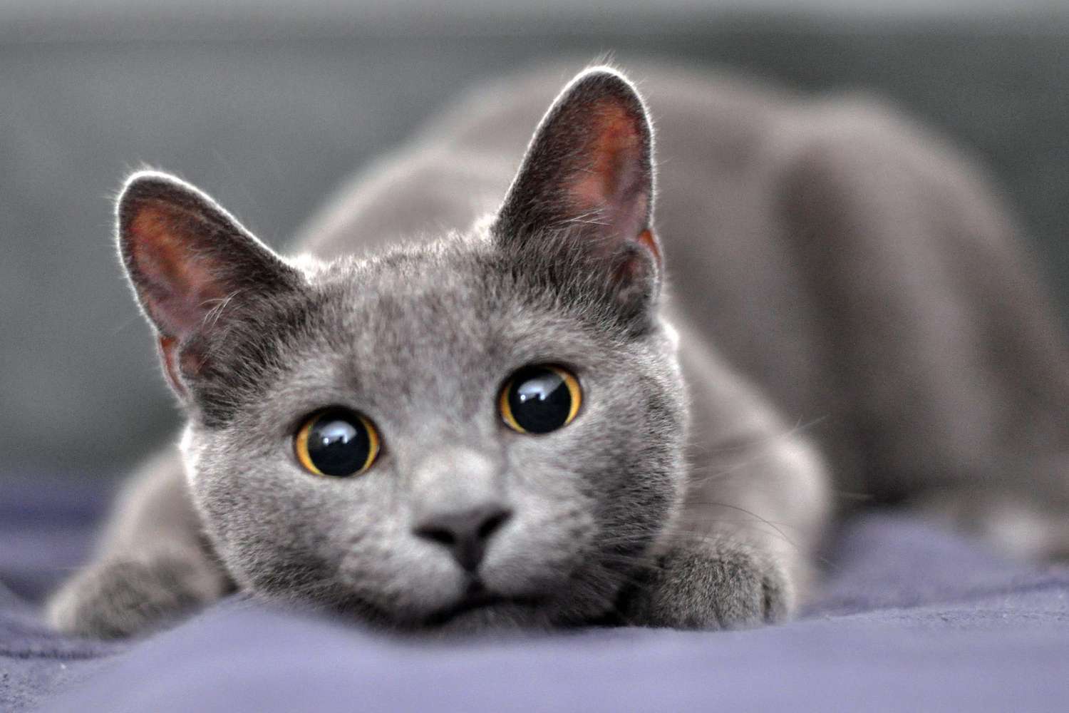 Vene sinine kass lamamas kõrvad kikkis.