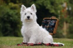West Highlandi valge terjer (Westie): väike koer suure iseloomuga