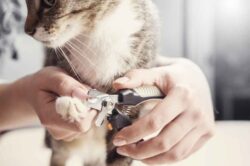 Kuidas kassil küüsi lõigata? Põhjalik õpetus ja ettevaatusabinõud
