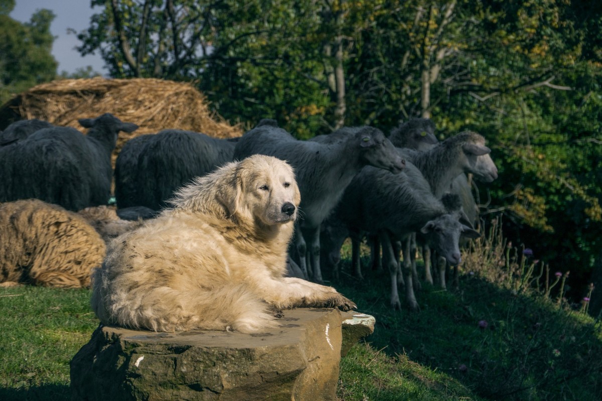 Maremma-Abruzzi lambakoer koos lammastega.