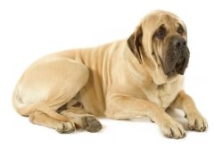 Mastif: hiiglasliku südamega koer, kes valvab teie kodu