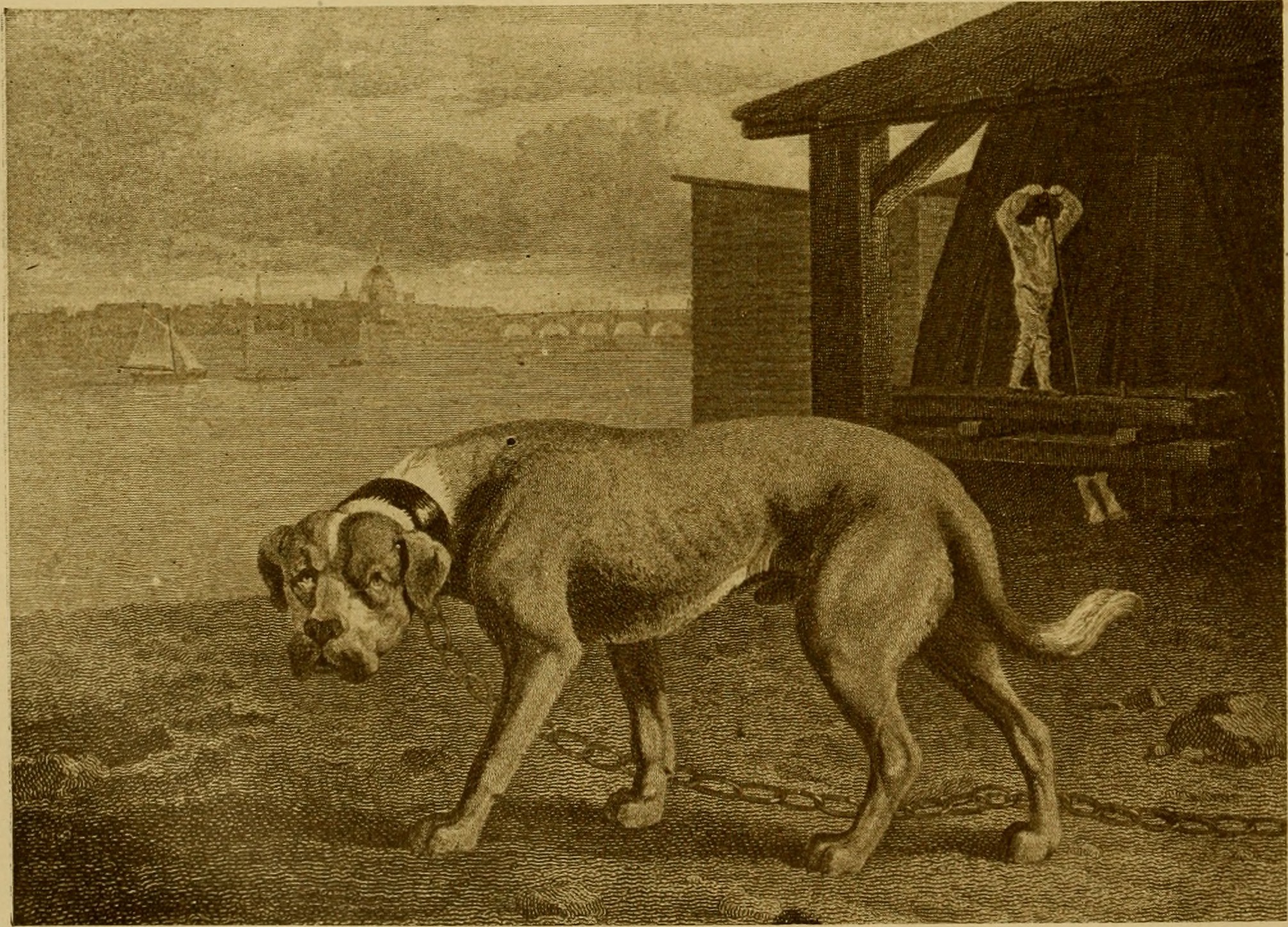 Mastif, Philip Reinagle, 1805.