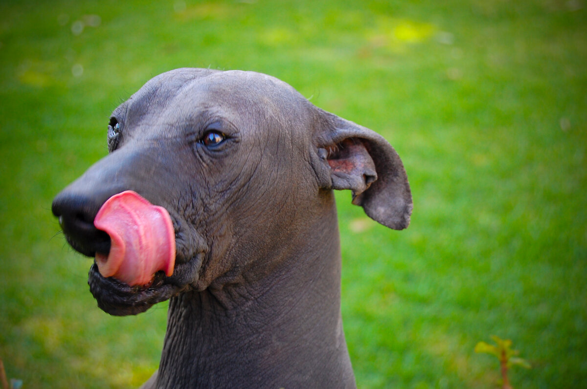 Mehhiko karvutu koer (xoloitzcuintli) keel susut väljas.
