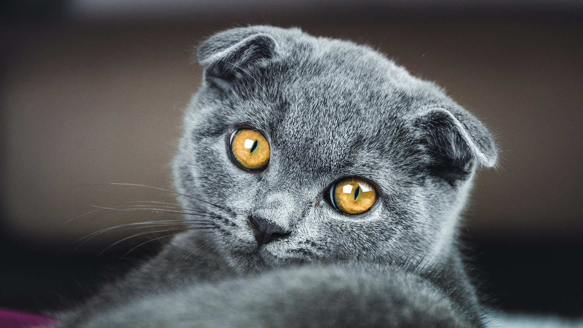 Šoti lontkõrvaline kass (sinise karva ja kollaste silmadega).