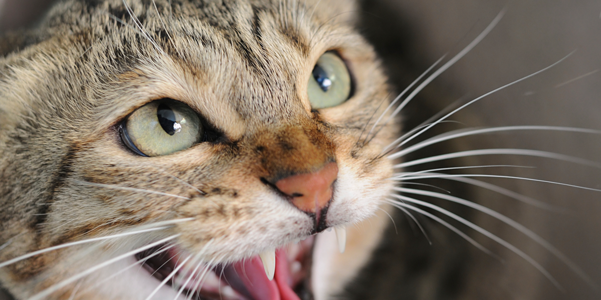 Stressis kass näitab hambaid.