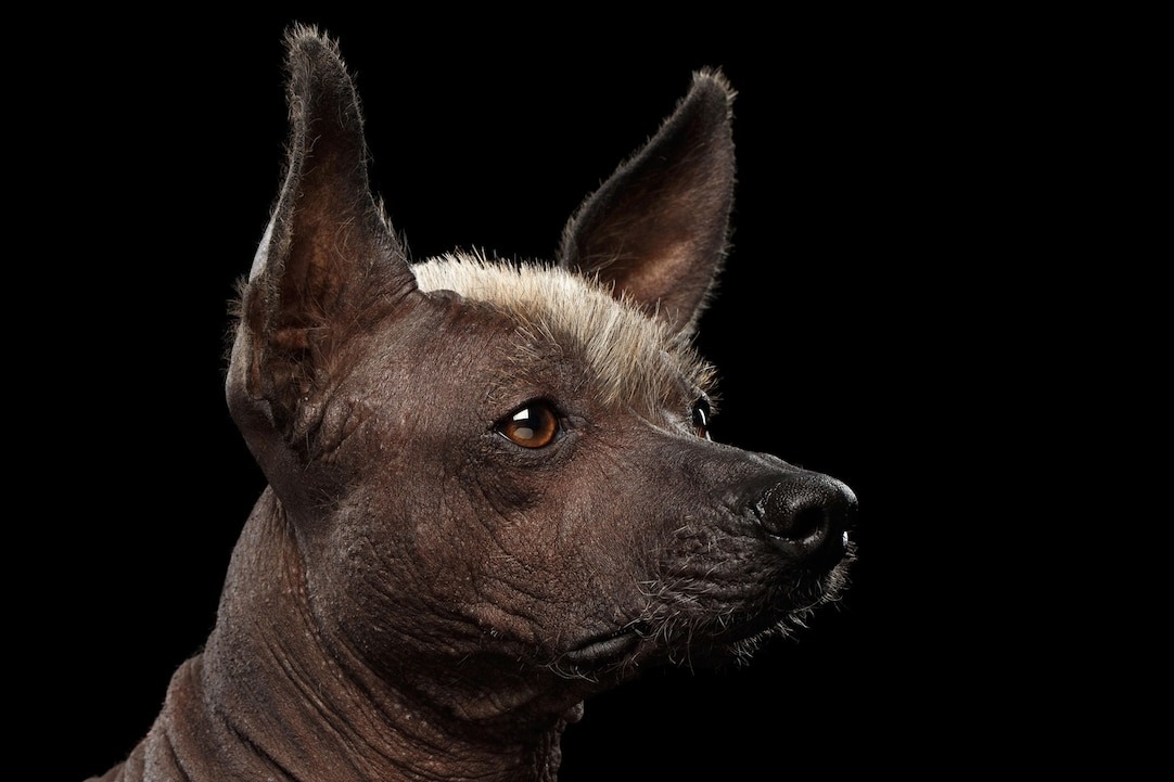 Valge harjaga Mehhiko karvutu koer (xoloitzcuintli).
